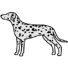 Dalmatian