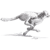 Cheetah