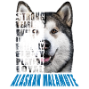 Alaskan Blue