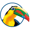 Tropischer Toucan Farbexplosion