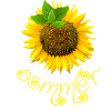 Sonnenblume
