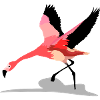 flamingo