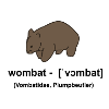 Wombat - Definition - Wombit, Vombatidae