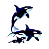 Killer Whale Family