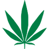 Cannabis plant