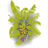 bananatree
