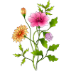 fleurs