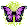 butterfly