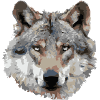 Wolf (grau)