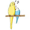Budgie Family