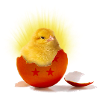 poussin_super_saiyan