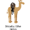 Dromadus Kitus Dakhla