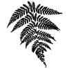 filix noir