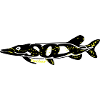 Esox Lucius - Hechtfänger