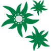 3 flowers Edelweiss flowers