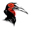 Southern Ground Hornbill