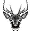 Deer Skull