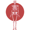 Schädel-rotes rotes Skelett