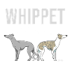 Whippet Mama III
