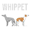 Whippet Maman