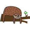 Cute sloth