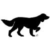 Deutsch Langhaar