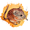 shrews