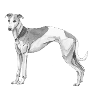 Whippet