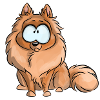 I'm German Spitz Dwarf