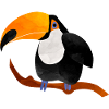 toucan