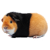 Guinea pig