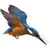 Der Eisvogel!