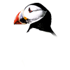 Atlantic Puffin