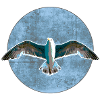 Gull