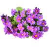 Primeln Blume Frühling