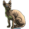 sushi the sphynx cat
