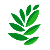 drawing leaves