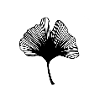 Ginkgo leaf