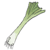 Leek onion with root