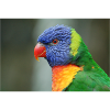 Honey parrot aka loris