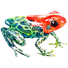 Frog with a red head