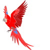Papagei