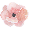 Rose Blume
