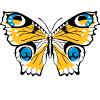 PFAUENAUGE