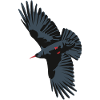 Red Billed Chough 1