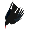 Red-billed Chough 3