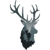 cerf - foret