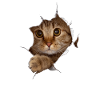 Sweet 3D kitten cat - gift
