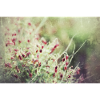 Fleurs rétro