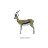 gazelle
